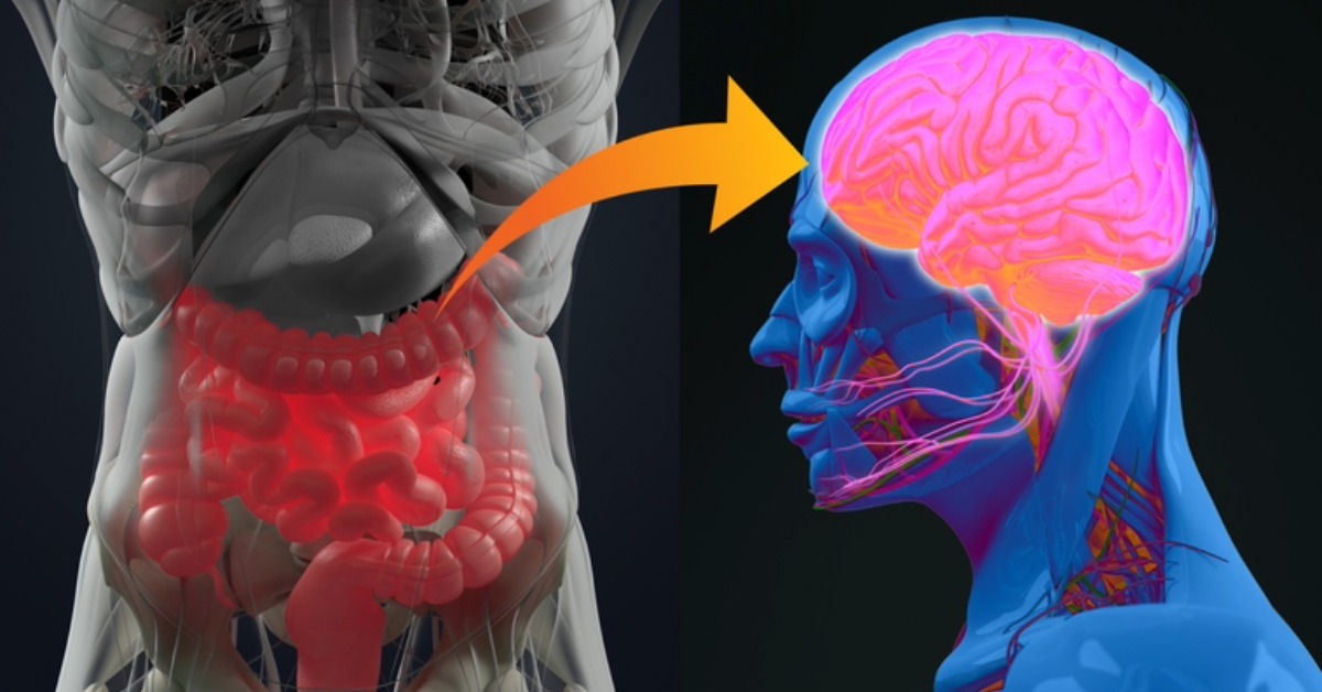 Why Your Gut is Called the “Second Brain”